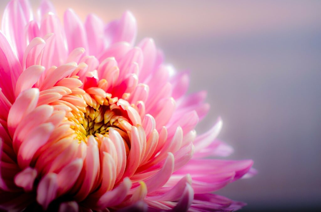 Sering Dipakai oleh Karangan Bunga Nganjuk untuk Rangkaian Bunga Papan Nganjuk Florist, Ternyata Ini 7 Fakta Menarik Bunga Krisan